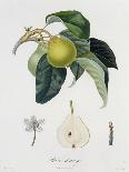 Poire D'Ange, Engraved by Bocourt, Published 1755-Pierre-Antoine Poiteau-Stretched Canvas