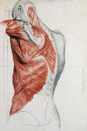 Human Anatomy, Muscles of the Torso and Shoulder