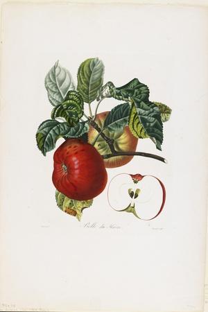 Belle De Havre (Apple), from Traite Des Arbres Fruitiers, 1807-1835