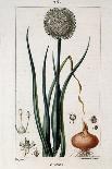 Laurel, Botanical Plate, c.1810-Pierre Jean Francois Turpin-Giclee Print