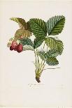 Laurel, Botanical Plate, c.1810-Pierre Jean Francois Turpin-Giclee Print