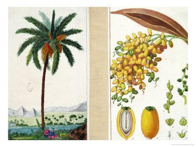 Date Tree and Fruit,Early Nineteenth Century