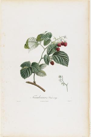 Framboisier a Fruit Rouge (Raspberries), from Traite Des Arbres Fruitiers, 1807-1835