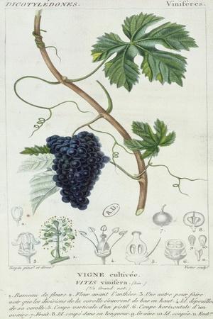 Grape Vine Botanical Plate, circa 1820