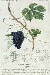 Grape Vine Botanical Plate, circa 1820-Pierre Jean Francois Turpin-Giclee Print