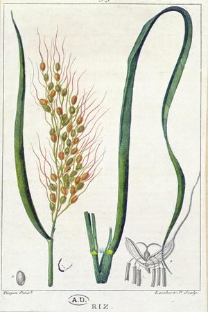 Rice, c.1820
