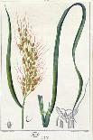 Laurel, Botanical Plate, c.1810-Pierre Jean Francois Turpin-Giclee Print