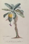 Date Tree and Fruit,Early Nineteenth Century-Pierre Jean Francois Turpin-Giclee Print