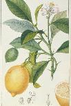Date Tree and Fruit,Early Nineteenth Century-Pierre Jean Francois Turpin-Giclee Print