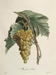 Grape Vine Botanical Plate, circa 1820-Pierre Jean Francois Turpin-Giclee Print