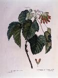 Botanical: Branch of Cormier (Sorbus Domestica) Plate Drawn from “” Nouveau Duhamel Du Monceau or T-Pierre Joseph (after) Redoute-Giclee Print