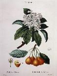 Botanical: Branch of Cormier (Sorbus Domestica) Plate Drawn from “” Nouveau Duhamel Du Monceau or T-Pierre Joseph (after) Redoute-Stretched Canvas