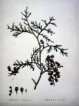 Botanical: Branch of Cormier (Sorbus Domestica) Plate Drawn from “” Nouveau Duhamel Du Monceau or T-Pierre Joseph (after) Redoute-Stretched Canvas