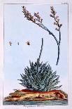 Garden Anenome (Windflower), C.1776-Pierre-Joseph Buchoz-Giclee Print