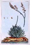 Aloe, Illustration from 'Collection Precieuse Et Enluminee Des Floura', by Pierre Joseph Buchoz,…-Pierre-Joseph Buchoz-Framed Giclee Print