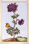 Variety of Amaranthus, C.1766-Pierre-Joseph Buchoz-Giclee Print