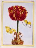 A Variety of Double Flowered Yellow Poppy, C.1776-Pierre-Joseph Buchoz-Giclee Print