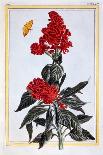 Variety of Amaranthus, C.1766-Pierre-Joseph Buchoz-Giclee Print