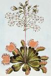 Aloe, Illustration from 'Collection Precieuse Et Enluminee Des Floura', by Pierre Joseph Buchoz,…-Pierre-Joseph Buchoz-Giclee Print