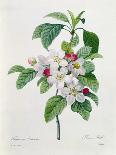 Rosa Indica, Engraved by Bessin, from 'Choix Des Plus Belles Fleurs', 1827-Pierre Joseph Redout?-Giclee Print