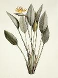 Rosa Indica, Engraved by Bessin, from 'Choix Des Plus Belles Fleurs', 1827-Pierre Joseph Redout?-Giclee Print
