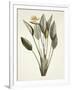 Gramercy White