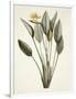 Gramercy White