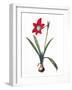 White Frame