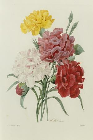 Carnations, from 'Choix Des Plus Belles Fleures', C.1833