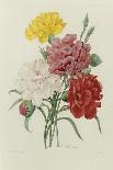 Carnations, from 'Choix Des Plus Belles Fleures', C.1833-Pierre Joseph Redout?-Giclee Print