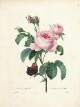 Rosa Centifolia-Pierre Joseph Redout?-Stretched Canvas