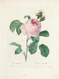 Carnations, from 'Choix Des Plus Belles Fleures', C.1833-Pierre Joseph Redout?-Giclee Print