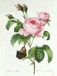 The Rose Rosa Gallica Officinalis-Pierre Joseph Redout?-Giclee Print