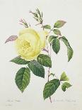 Apple Blossom, from "Les Choix Des Plus Belles Fleurs"-Pierre Joseph Redout?-Giclee Print