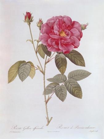 The Rose Rosa Gallica Officinalis