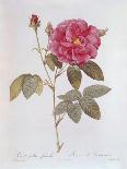 Hundred-Leaved Rose-Pierre Joseph Redout?-Giclee Print