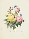 Apple Blossom, from "Les Choix Des Plus Belles Fleurs"-Pierre Joseph Redout?-Framed Giclee Print