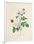 Gramercy White