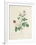 Gramercy White