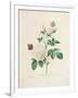 Gramercy White