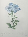 Big-Leaved Multiflora-Pierre Joseph Redoute-Giclee Print