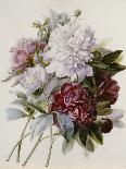 Bouquet of Red, Purple and White Peonies-Pierre Joseph Redouté-Framed Stretched Canvas