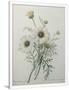 Gramercy White