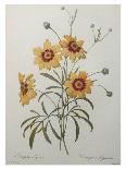 Big-Leaved Multiflora-Pierre Joseph Redoute-Giclee Print