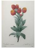 A Bunch of Flowers Including a Peony-Pierre Joseph Redoute-Giclee Print