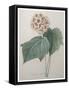 Framed Canvas