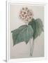 Gramercy White