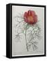 Framed Canvas
