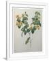 Gramercy White