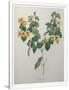 Gramercy White